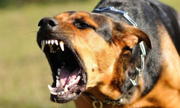 Belerúgott a kutyákba a sportoló Eger mellett, csak így tudta megmenteni az életét