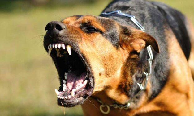 Saját kutyája támadt a gazdára, kórházba szállították a budapesti férfit