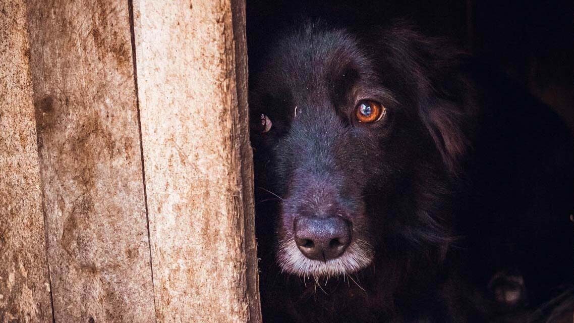 14 kutyát tartott egy Zala megyei családi házban egy nő