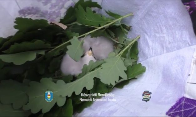 Védett madárfiókákat loptak, lecsapott rájuk a rendőrség