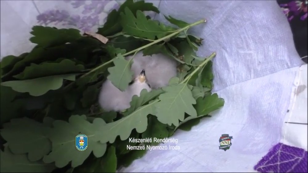 Védett madárfiókákat loptak, lecsapott rájuk a rendőrség