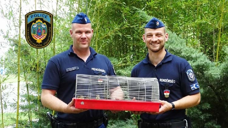 Riasztották a rendőröket – bajban volt egy kacsacsalád