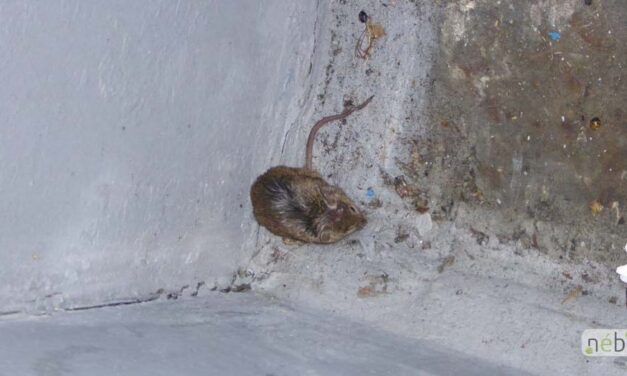 Egerek közt tárolták a penészes, fagyasztott élelmiszert