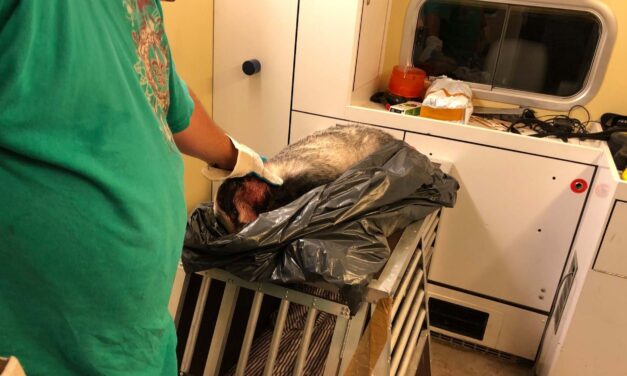 Elengedték a rendőrök az állatkínzó állatorvost