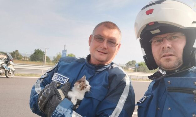 Nem mindennapi történet: autópályára tévedt kiscicát mentettek meg a monori rendőrök – fotók