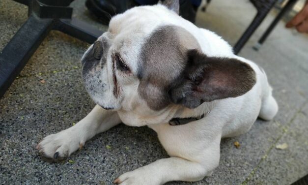 A kecskeméti tűzoltók ott segítenek, ahol tudnak