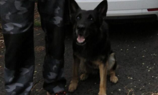 A betörők rejtekhelyéig vezette a nyomozókat Nani, a BRFK nyomkövető kutyája