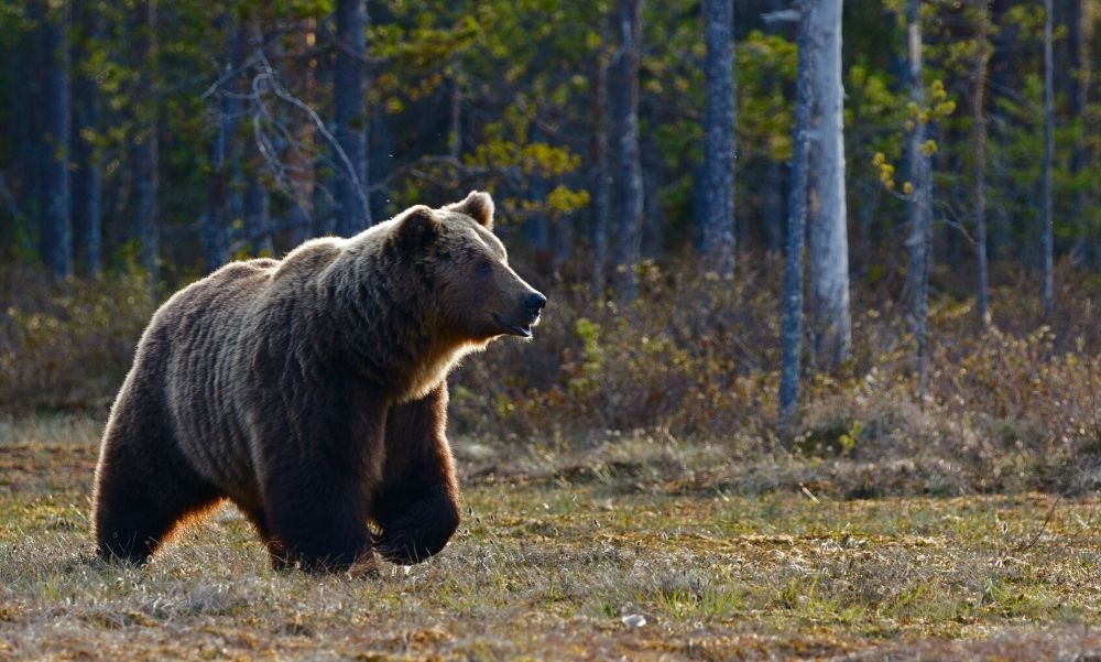 Szörnyűségek a Veresegyházi Medveotthonban? Brutális rémtörténetek láttak napvilágot