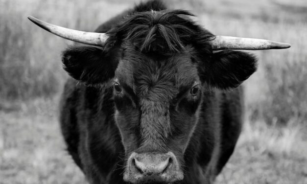 Döbbenetes tragédia: Saját bikája öklelt fel egy férfit Hercegszántónál, ilyen állapotban van most a sérült