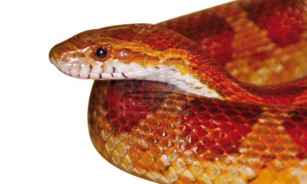 Majdnem megállt a szíve a férfinak: fél méteres hüllő lógott ki a panellakás WC-tartályából