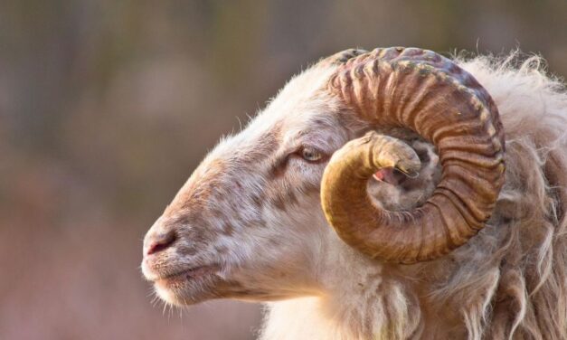 Tragédia: Két személyre támadt egy kos az erdőben, egy nő meghalt