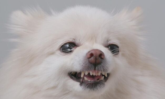 Brutális kutyatámadás Balatonszemesen: egy családot támadott meg a vérengző eb