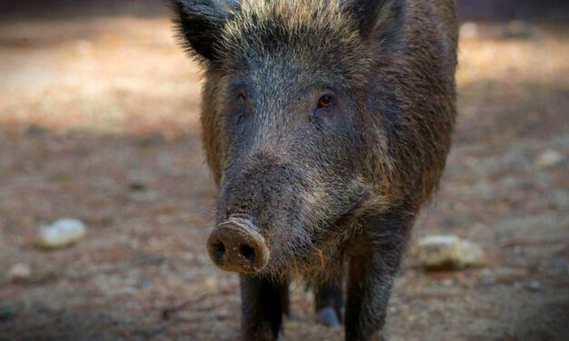 Egy vaddisznó konda ejtette fogva a családot a Mecsekben, rendőrök mentették meg őket