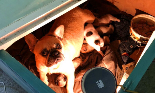 A pofátlan tolvaj egy egész kutyacsaládot lopott el, a gazda résen volt és a kutyarabló után hajtott az autójával