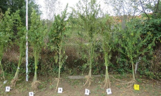 Közel 40 kilogramm kendert találtak egy férfinél a rendőrök Békés megyében