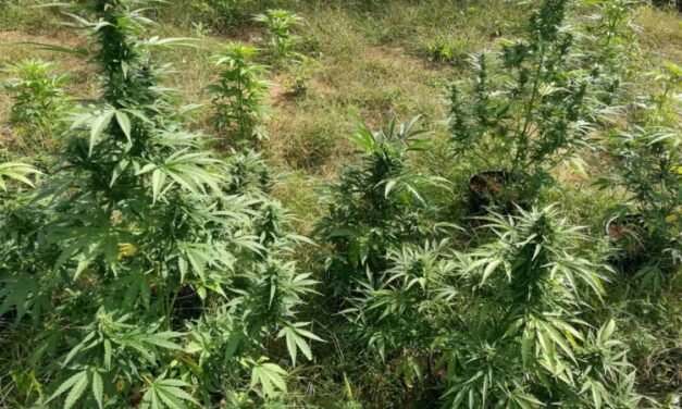 Struccfarmnak álcáztak egy marihuána ültetvényt Hódmezővásárhelyen