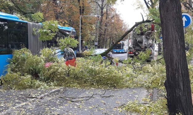 Budán egy betonkeverő tehergépkocsi szinte kitépte a vadgesztenyefát a helyéből, amely két autóra és egy BKV-buszra dőlt