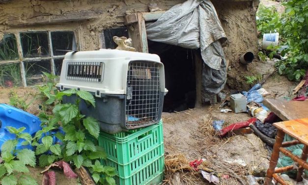 Kikötözte, majd egy pincében megerőszakolta élettársát a nyíregyházi férfi