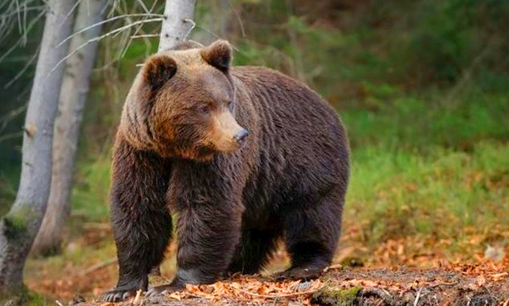 Halálos medvetámadás: pásztorokra támadt a vadállat, az egyik meghalt, a másikat életveszélyesen megsebesítette, még az ujjait is leharapta