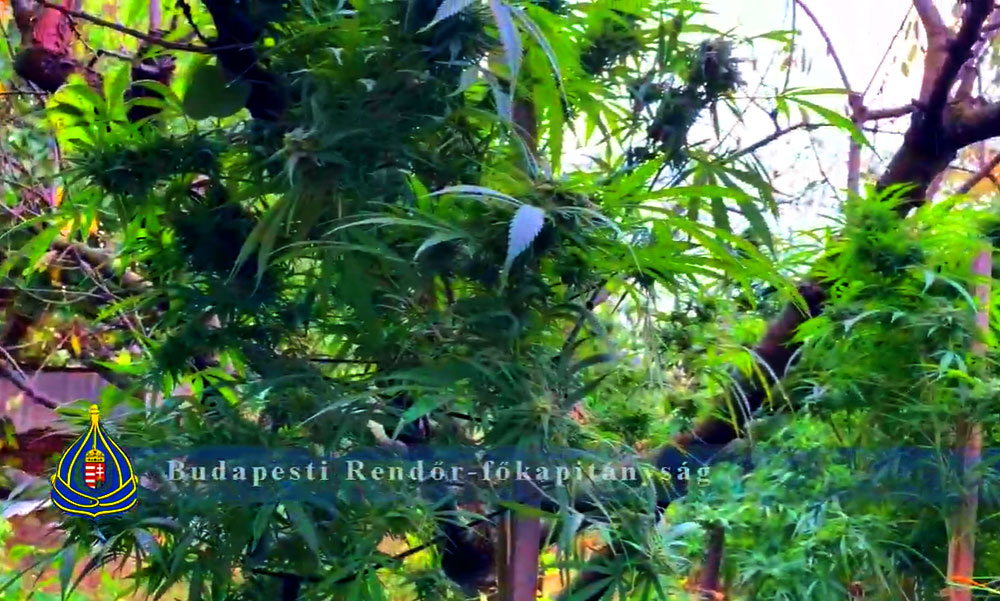 Profi kannabisz-ültetvényt lepleztek le Budapesten, mobilszekrényekben nőtt a kábítószernek való növény