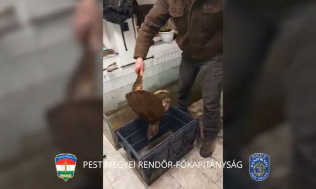 Drogot kerestek a rendőrök de engedély nélkül tartott kígyót, aligátorteknőst és krokodilt is találtak a szigetszentmiklósi háznál