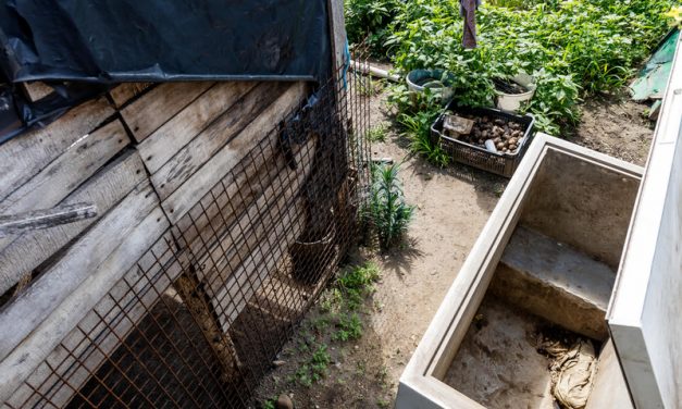 Láncra vert kutyák, elhullott állatok – Áldatlan, megdöbbentő állapotok uralkodnak egy tiszaeszlári állattartó telepen – Állatkínzás miatt felelhet a tulajdonos