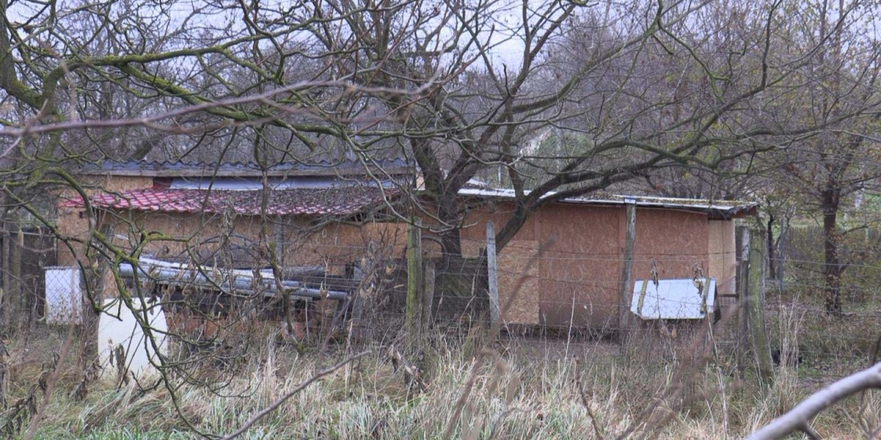 „Mindenhonnan jöttek. Tőlem öt méterre gépfegyverrel a kezében kászálódott fel egy TEK-es” – kutyatetemeket is találtak a komamndósok az illegális kutyavidalok helyszínén