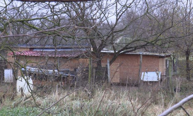 „Mindenhonnan jöttek. Tőlem öt méterre gépfegyverrel a kezében kászálódott fel egy TEK-es” – kutyatetemeket is találtak a komamndósok az illegális kutyavidalok helyszínén