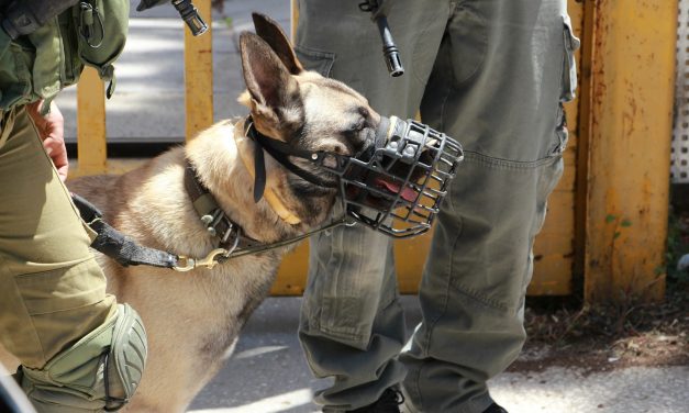 Borzalmas tragédia Mohácson: Méreggel gyilkoltak meg három rendőrkutyát