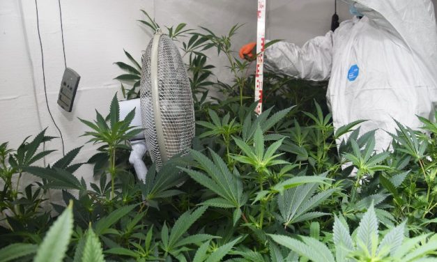 Budapesti testvérpár termesztett marihuánát: a férfiak milliókkal buktak le – videó