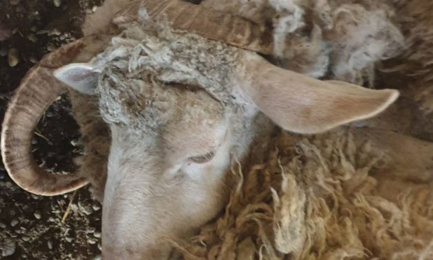 Döbbenetes körülmények között tartották ezeket az állatokat Pest megyében – Sokkoló fotók