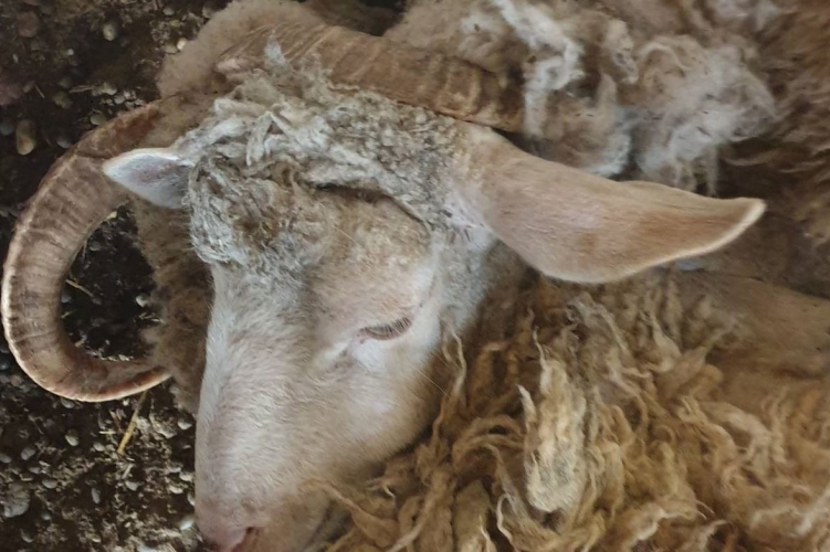 Döbbenetes körülmények között tartották ezeket az állatokat Pest megyében – Sokkoló fotók