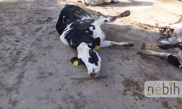 „Csontok, zsigerek, koponyák, bőrök, lábvégek” – haldokló állatokat és rengeteg szabálytalanságot talált a Nébih egy horrorvágóhídon – Videóval