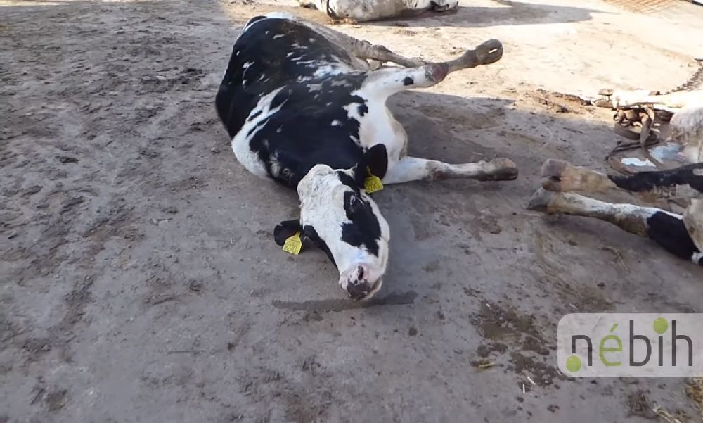 „Csontok, zsigerek, koponyák, bőrök, lábvégek” – haldokló állatokat és rengeteg szabálytalanságot talált a Nébih egy horrorvágóhídon – Videóval