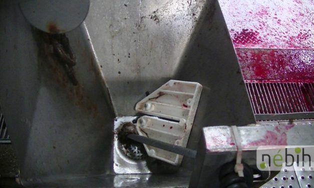 Újabb horrorvágóhidat záratott be a Nébih, ezúttal a súlyos takarítatlanság és mocsok miatt – videó