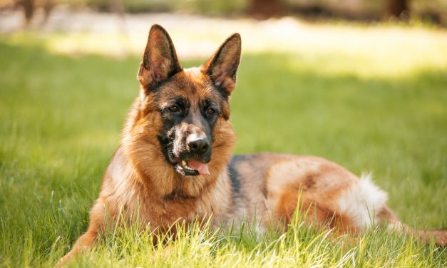 Egyre több a rejtély az elpusztult rendőrkutyák ügyében – A gazdájukat tehetik felelőssé a haláluk miatt?