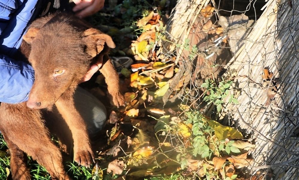 „Elfelejtkeztem róluk” – Hagyta éhen halni kutyáit egy hajdúdorogi asszony