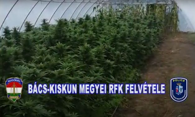 Kukoricásba rejtette a kenderültetvényét: hét évet kapott a lakiteleki termesztő – Videóval