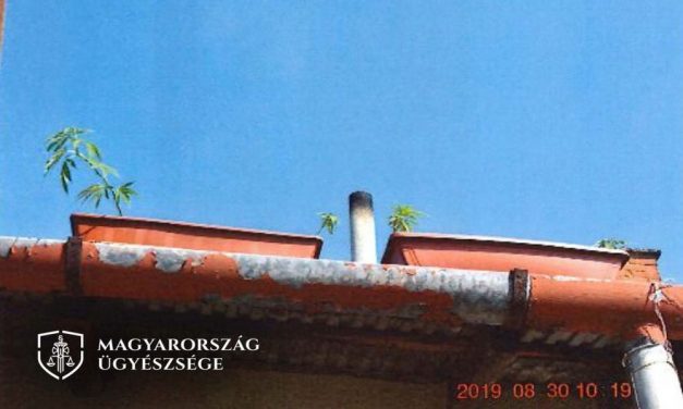 Társasház tetején termesztett balkonládákban marihuánát: így büntetné a férfit az ügyészség