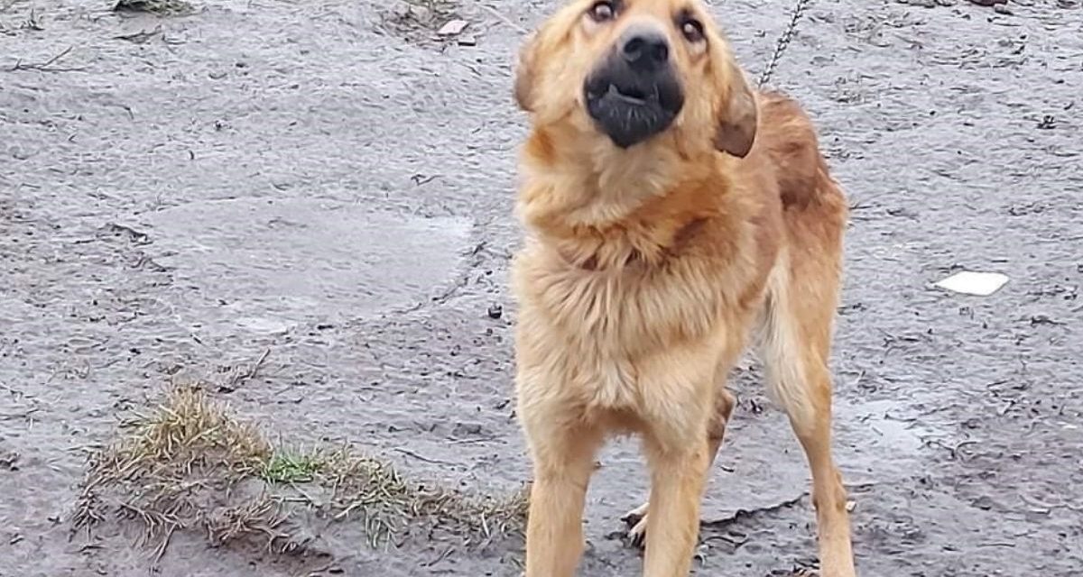 Vasrúdhoz láncolták, nem etették és nem itatták – Szörnyű körülmények között tartotta kutyáját egy békési pár, ez vár most rájuk