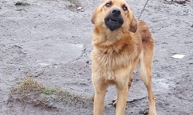 Vasrúdhoz láncolták, nem etették és nem itatták – Szörnyű körülmények között tartotta kutyáját egy békési pár, ez vár most rájuk