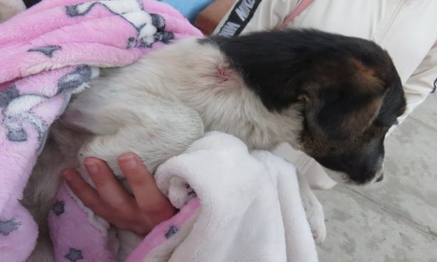 Nyakon lőtte a két hónapos foxi kutyát, a rendőrök elfogták a tiszapüspöki férfit