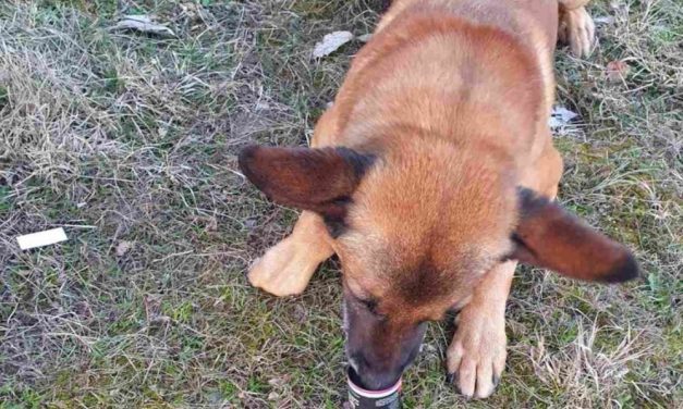 Nem használta a biztonsági övet: autósüldözés és előállítás lett a vége