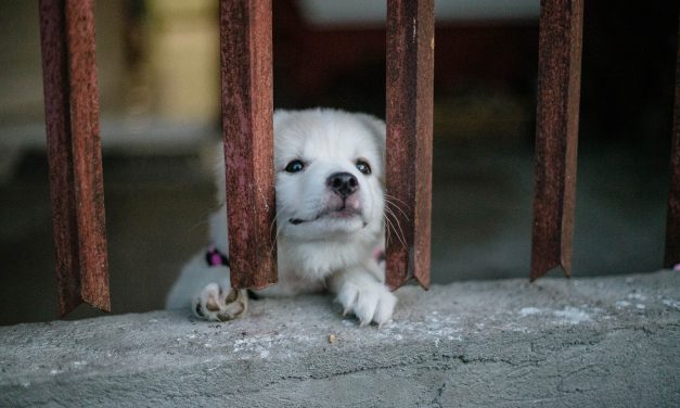 Brutális állatkínzás: seprűnyéllel ütött fejbe egy kutyát ez a férfi, később pedig egy ló hátába állított fejszét – Ez várhat most rá