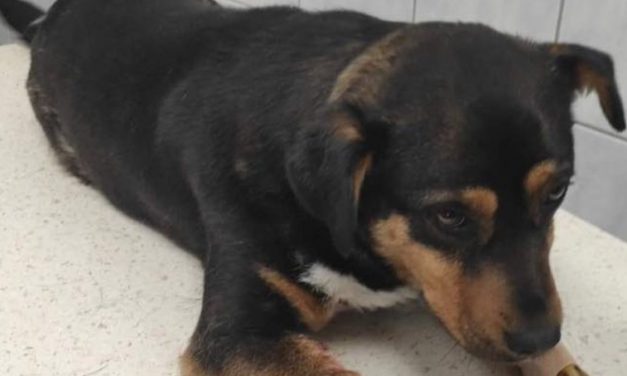 Borzalom Szabolcs megyében: közvetlen közelről lőtt nyakon egy kutyát valaki, mert zavarta az ugatás – Az állat kritikus állapotban van, a tettest keresik – videó