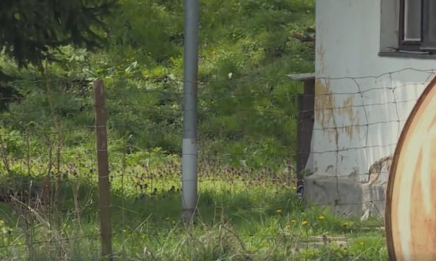 Ököllel verte agyon élettársát egy 66 éves férfi Salgótarjánban, durván lerészegedtek a tragédia előtt – videó