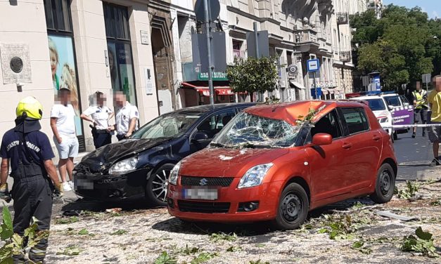 Kidőlt platánfa rongált meg több autót is Budapesten – Sokkoló képek a helyszínről
