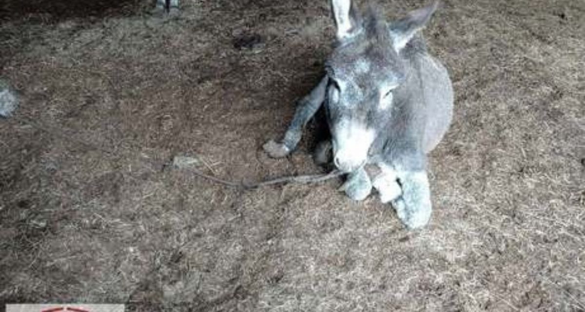 Horrortanyára bukkantak a Tisza-mentén: szörnyű körülmények között tartotta az állatait ez a férfi, az elhullott állatok teteméből pásztorkutyák lakmároztak