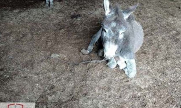 Horrortanyára bukkantak a Tisza-mentén: szörnyű körülmények között tartotta az állatait ez a férfi, az elhullott állatok teteméből pásztorkutyák lakmároztak