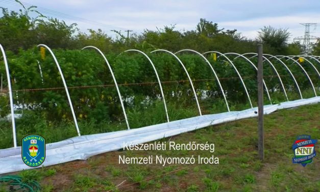 Két fóliasátornyi órás kannabiszra, Moby Dickre bukkantak a rendőrök egy tanyán